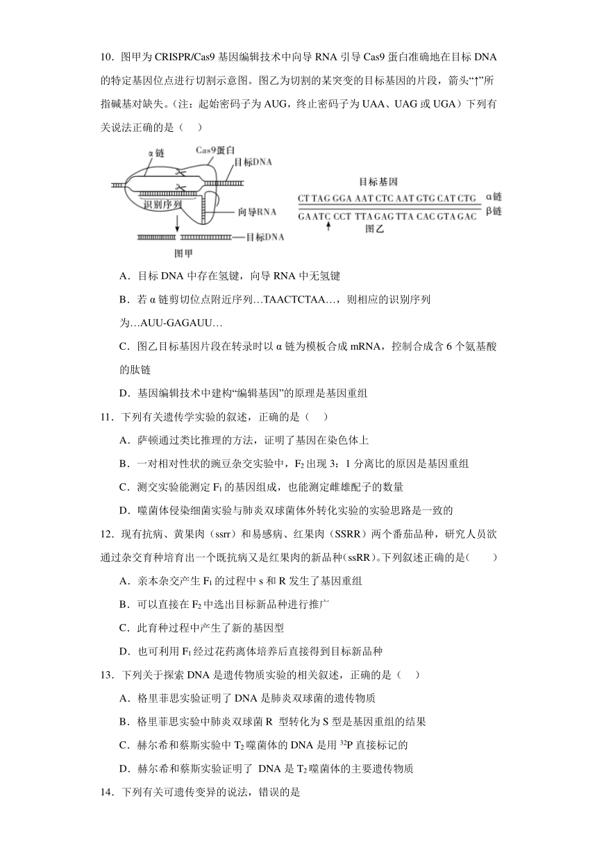 5.2 基因重组 练习 2023—2024学年高一下学期生物北师大版必修2（含答案）