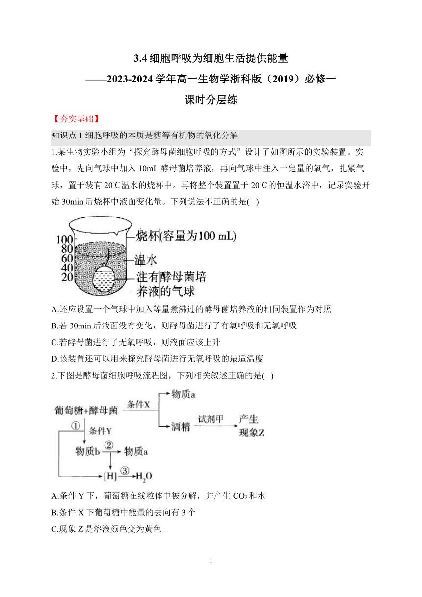 3.4细胞呼吸为细胞生活提供能量（含解析）——2023-2024学年高一生物学浙科版（2019）必修一课时分层练