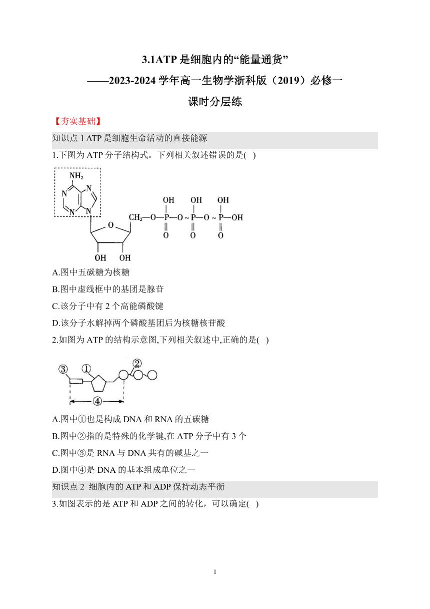 3.1ATP是细胞内的“能量通货”（含解析）——2023-2024学年高一生物学浙科版（2019）必修一课时分层练