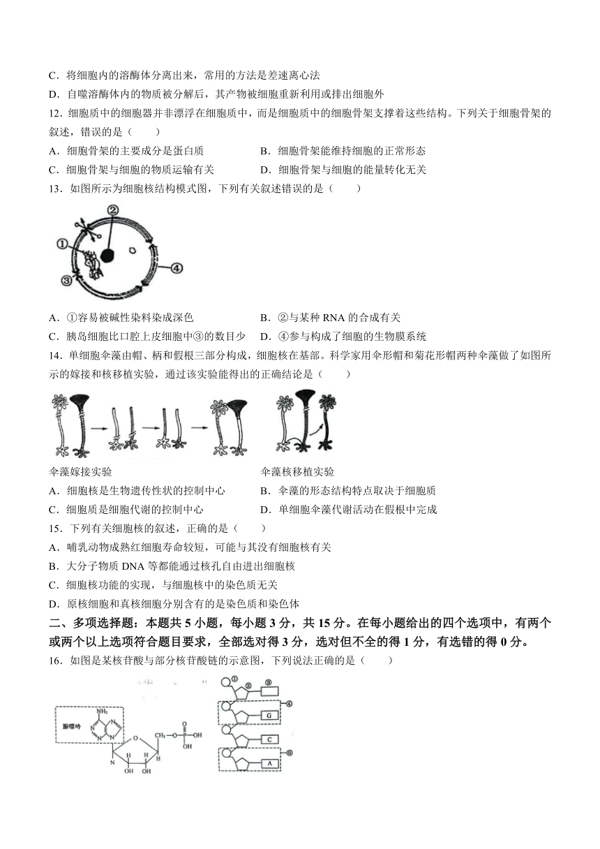 吉林省四平市2023-2024学年高一上学期期中教学质量检测生物学试题（含答案）