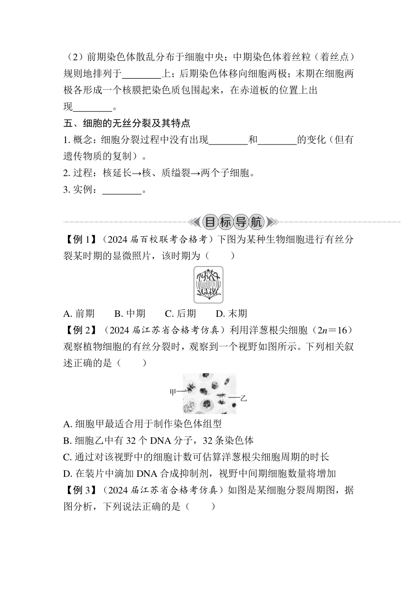 第13课时　细胞增殖 复习学案（含答案）2024年江苏省普通高中学业水平合格性生物考试