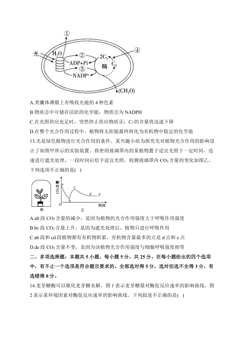 第5章 细胞的能量供应和利用 训练卷——2023-2024学年高一生物学人教版（2019）必修一（含解析）