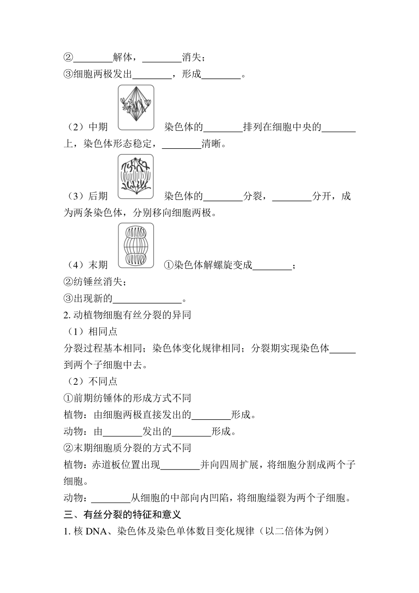 第13课时　细胞增殖 复习学案（含答案）2024年江苏省普通高中学业水平合格性生物考试