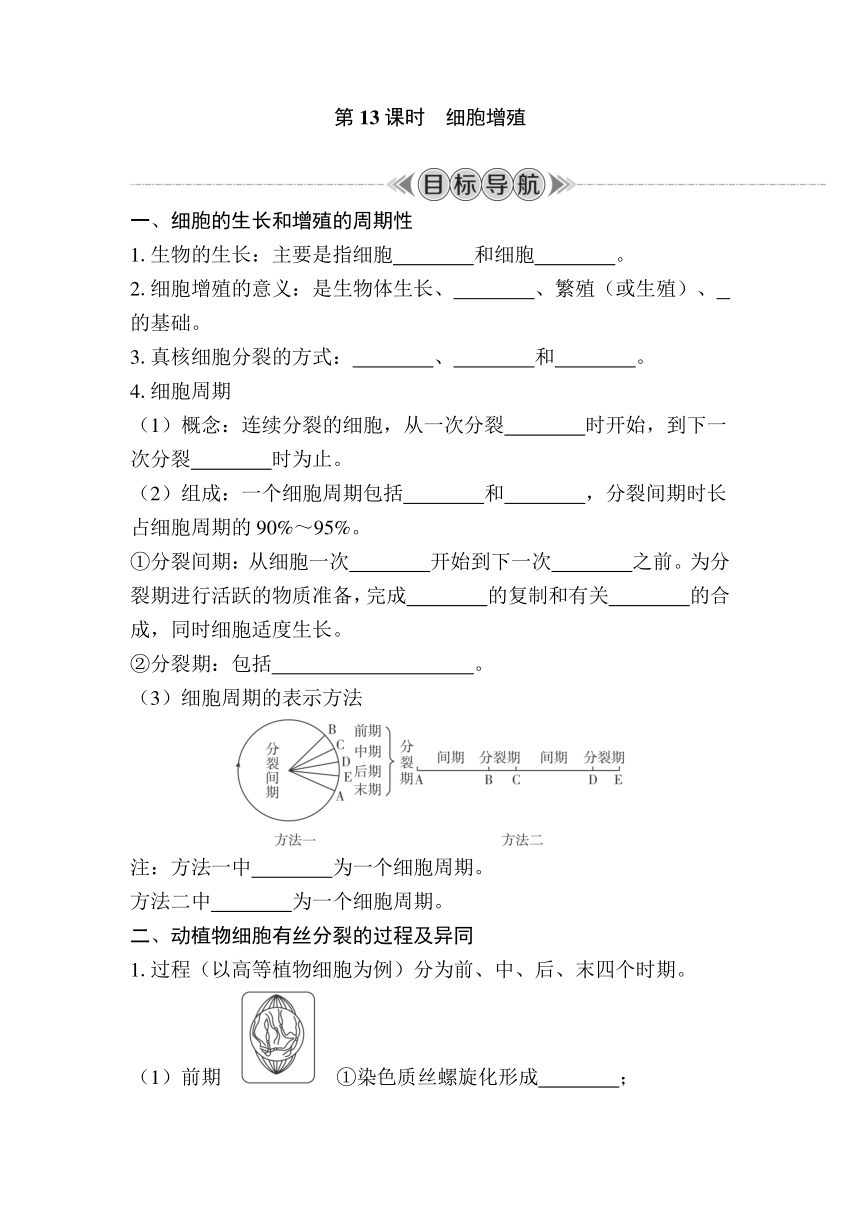 第13课时　细胞增殖 复习学案（含答案）2024年江苏省普通高中学业水平合格性生物考试