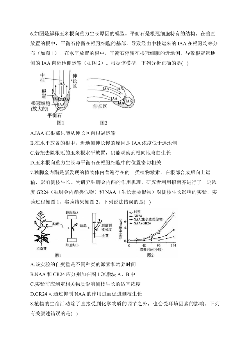 第5章 植物生命活动的调节 训练卷——2023-2024学年高二生物学人教版（2019）选择性必修一（含解析）