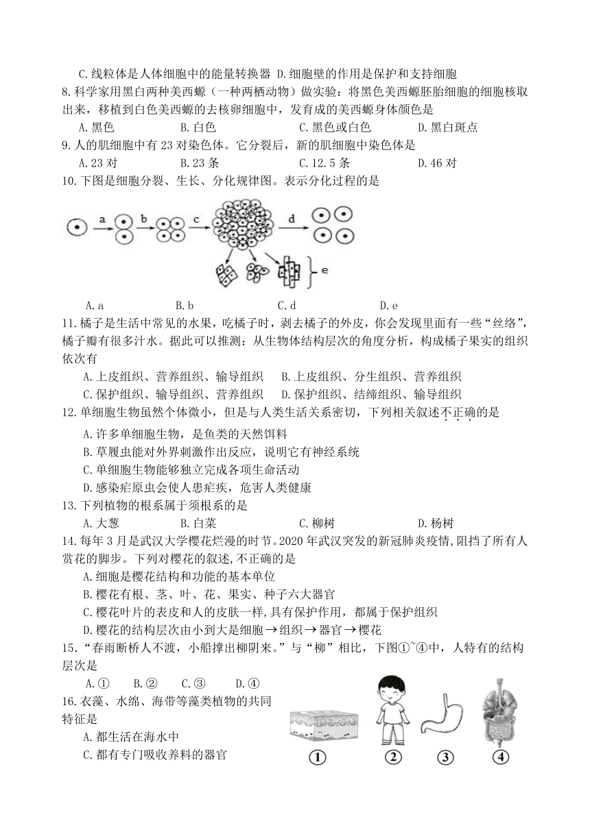 河北省唐山市迁安市2023-2024学年七年级上学期期中生物试题（含答案）