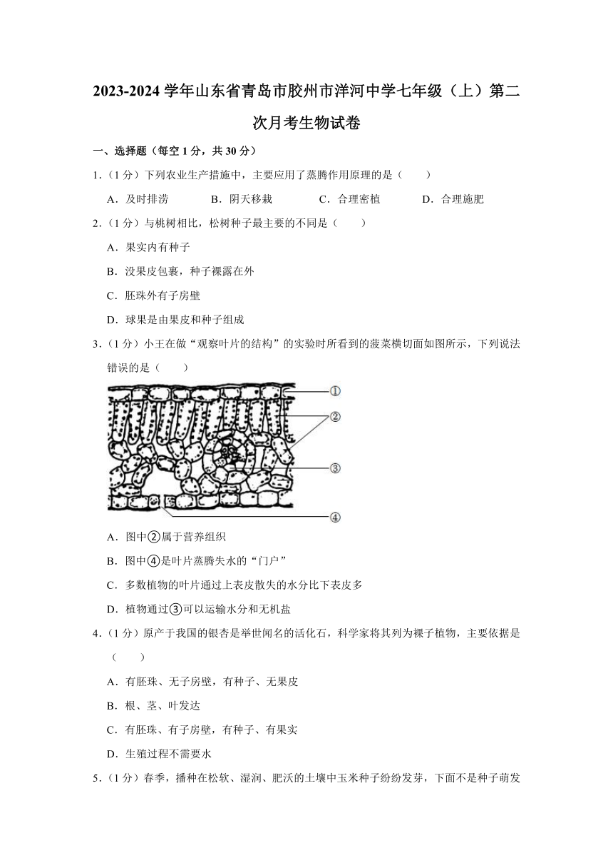 2023-2024学年山东省青岛市胶州市洋河中学七年级上学期第二次月考生物试卷（含解析）