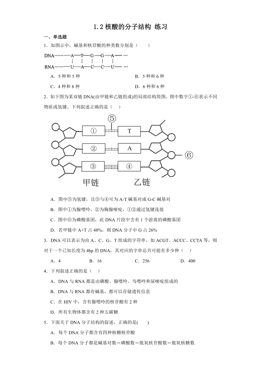 1.2核酸的分子结构 练习（解析版）