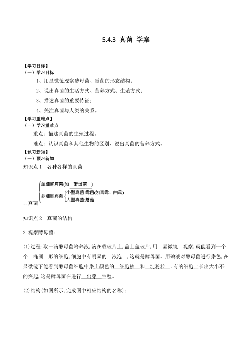 5.4.3 真菌 学案（含答案）2023-2024学年人教版初中生物学八年级上册