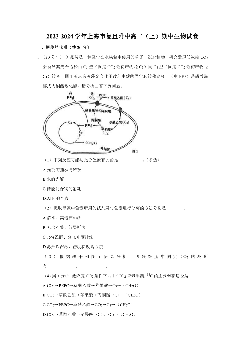 上海市复旦大学附属中学2023-2024学年高二上学期期中考试生物试题（含解析）