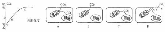 下图表示的是光照强度与光合作用强度之间关系的曲线，该曲线...