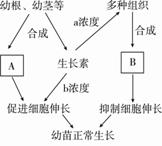 下图表示某些植物激素对幼苗生长的调节作用，图中A、B表示...