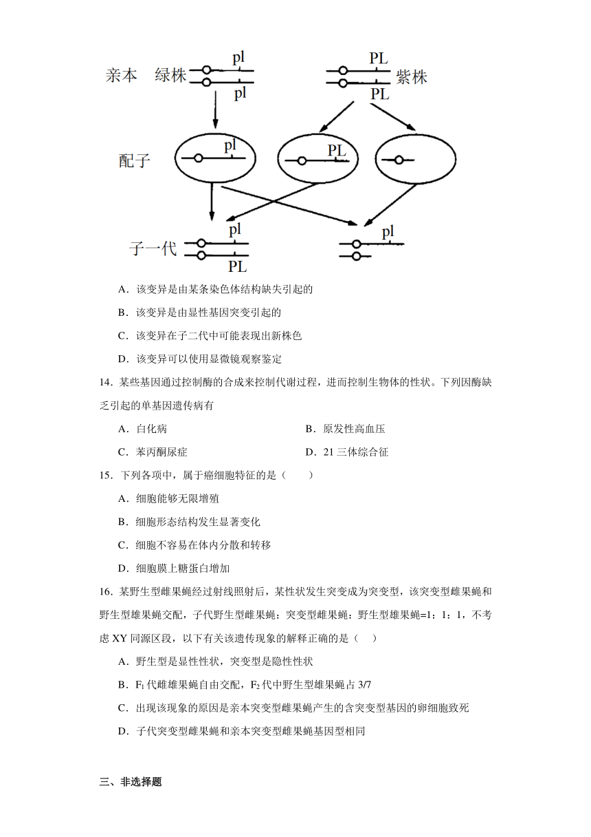 第5章 遗传信息的改变 单元测试2023-2024学年高中生物学北师大版（2019）必修2（解析版）