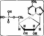 下边的分子结构式为某种核苷酸，已知分子结构式的右上角部分...