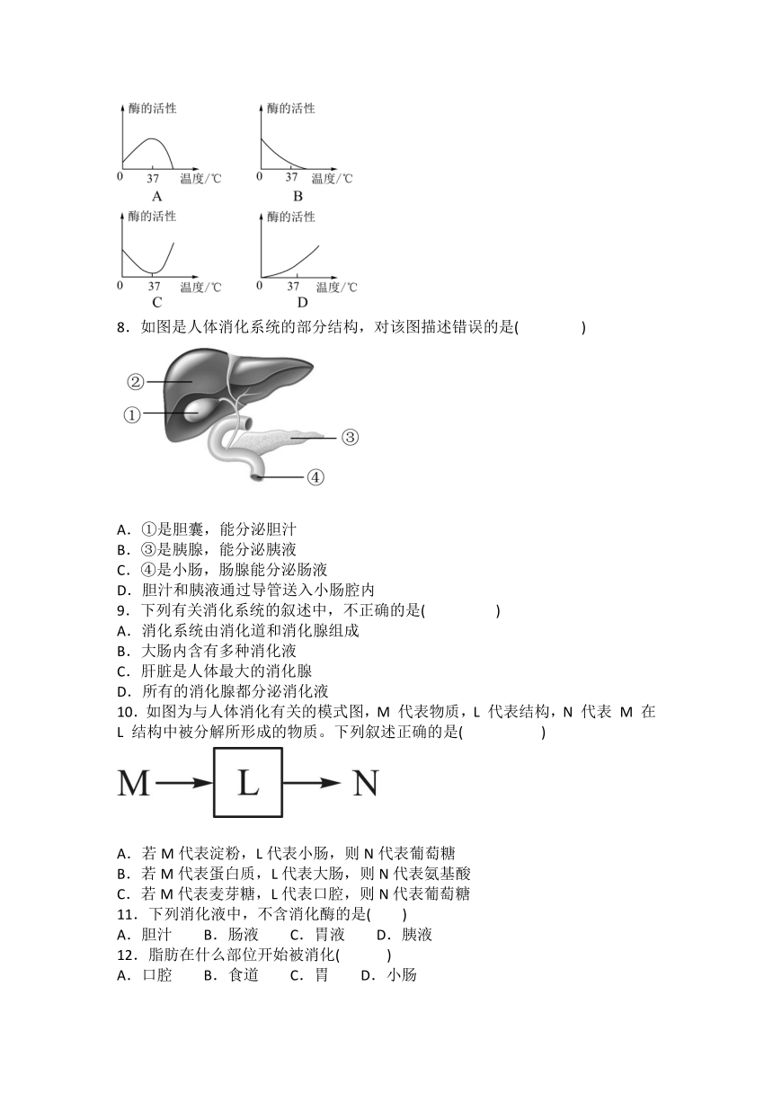 4.2.2消化和吸收同步训练题（含答案）人教版七年级下册生物学