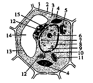 下图表示某高等植物细胞亚显微结构模式图。根据图回答（［］...