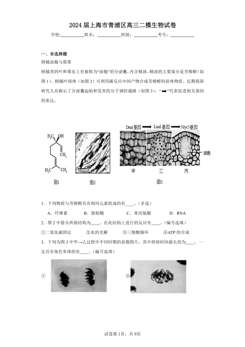 2024届上海市青浦区高三二模生物试卷（含解析）