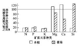 用完全培养液在两个相同的容器内分别培养水稻和番茄苗，假设两植物的...