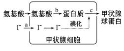 甲状腺细胞可以将氨基酸和碘合成为甲状腺球蛋白，并且将甲状 腺球蛋...