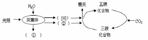 光合作用之谜是经过众多科学家的不懈努力才解开的，以下资料是科学家...