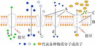 如图为物质出入细胞膜的示意图．请据图回答．（1）A代表     ...