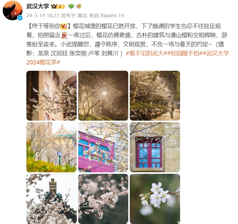 武汉大学樱花即将进入盛花期，现场图片美翻了！