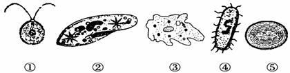 下列是几种常见的单细胞生物结构示意图。有关该组生物的叙述错误的是...