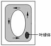 下图为黑藻细胞的细胞质环流示意图，视野中的叶绿体位于液泡右下方，...