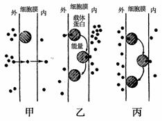 如下图是物质出入细胞的三种方式的模式图(黑点代表物质分子)，据图回答：(1)物质出入细胞需要消耗能量的是...