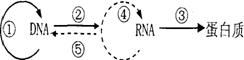 在遗传学上，把遗传信息沿一定方向的流动叫做信息流。信息流的方向可以用右图表示，则A．①和②过程都需要解旋...
