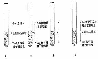 过氧化氢酶能催化H2O2的分解，产生的氧气能使溶于水的无色焦性没食子酸氧化生成橙红色沉淀。为了鉴定马铃薯...