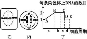 下列关于细胞的有丝分裂图，甲图是某二倍体(2n=6)植物，请根据图回答下列问题：(1)据甲图回答一个完整...