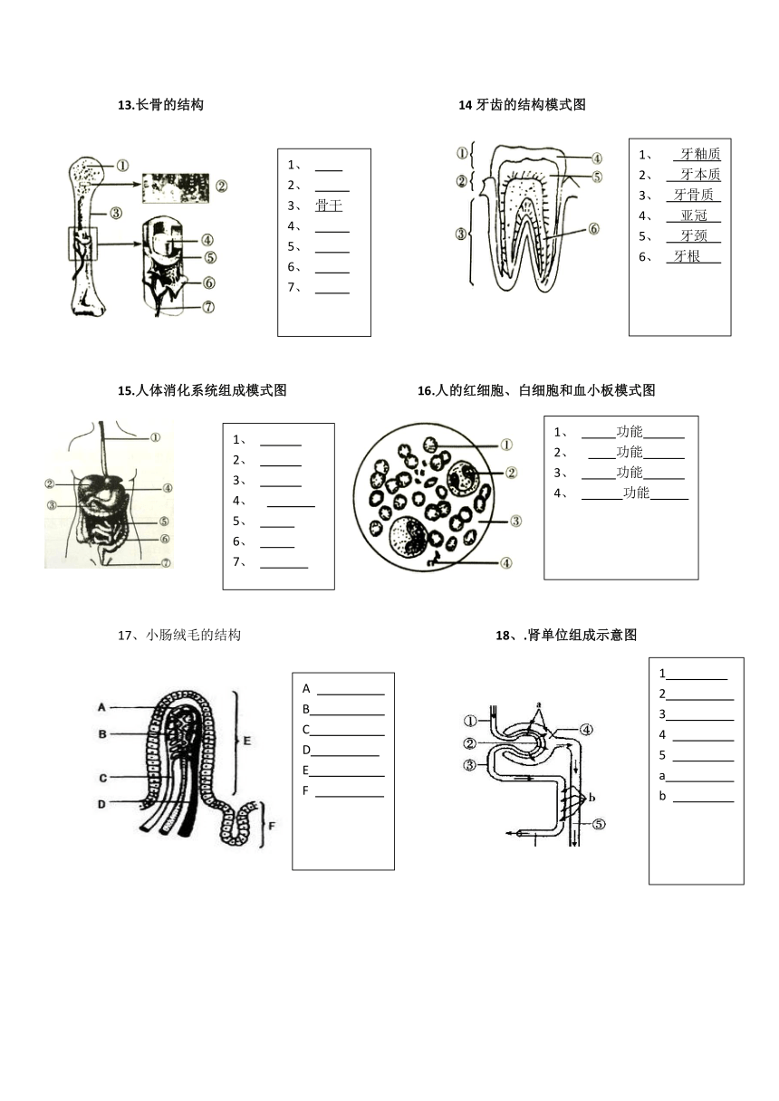 苏教版生物会考第二轮复习识图部分（无答案）