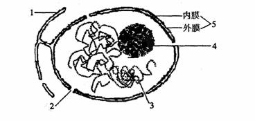 下图为典型的细胞核及其周围部分结构示意图。请据图回答：([  ]填标号，     填相应名称)(1)只有...