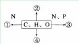 如右图表示不同化学元素所组成的化合物，以下说法不正确的是()            A.若图中①为某种多...