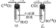 20世纪30年代，美国科学家鲁宾和卡门利用氧的同位素18O，分别标记水和二氧化碳，使它们分别成为H218...