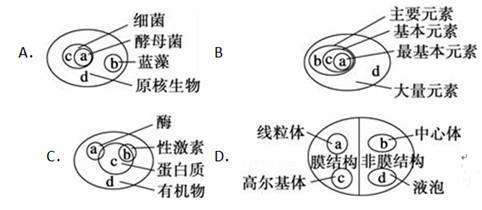 概念图可以比较直观地体现概念之间的正确关系，下列集合图形中正确的是（）答案：解：A、酵母菌是真核生物，不...