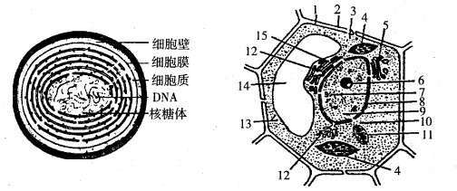 图(一)是蓝藻的结构模式图，图(二)是某生物的细胞亚显微结构示意图，请据图回答：(1)细胞是一个生命系统...