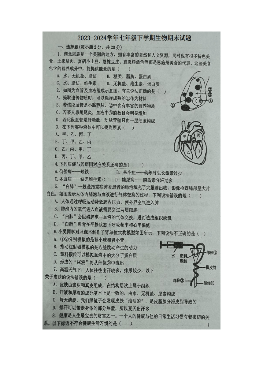 湖北省恩施土家族苗族自治州利川市都亭初级中学2023-2024学年七年级下学期生物期末试题(图片版 无答案）