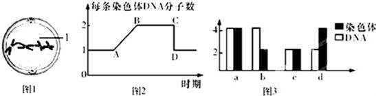 如图表示有丝分裂中不同时期染色体和DNA的数量关系．下列有关叙述不正确的是（）A．处于图2中B→C段的可...