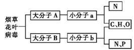 40.下图表示生物体内两种重要化合物的化学组成关系，相关叙述正确的是A.图中大分子B的空间结构是呈双螺旋...