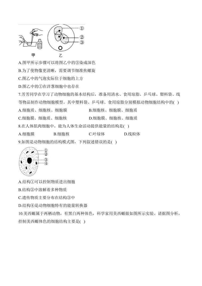 1.1.2动物细胞的结构与功能——七年级生物苏教版（2024）上册课时优化训练（含解析）