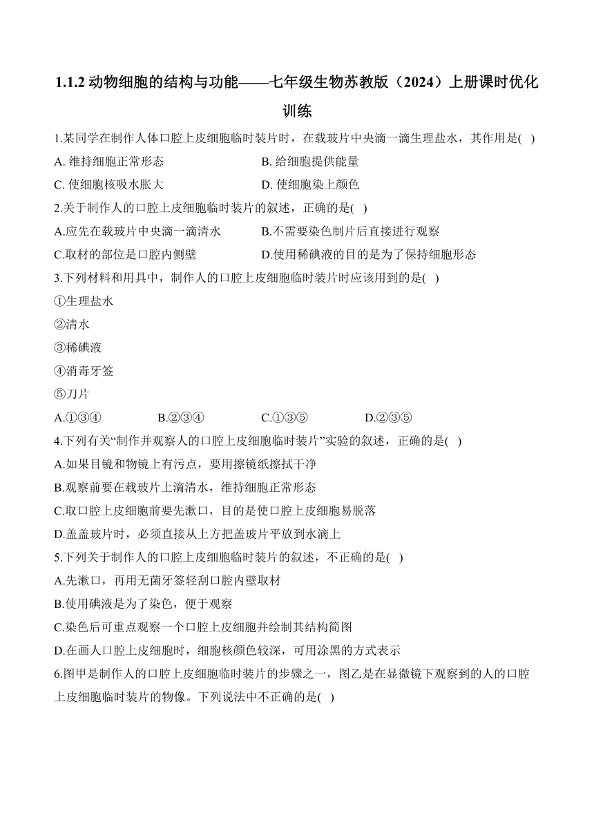 1.1.2动物细胞的结构与功能——七年级生物苏教版（2024）上册课时优化训练（含解析）