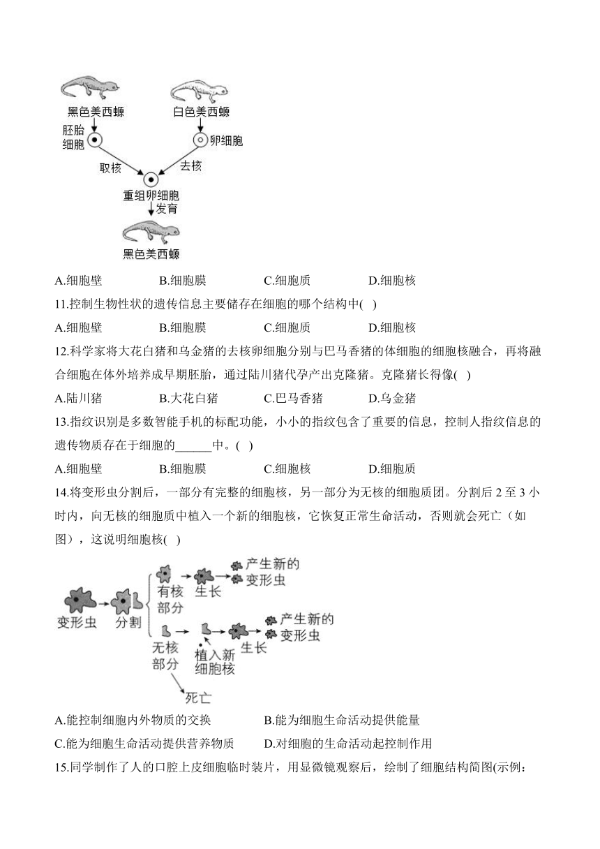 1.1.2动物细胞的结构与功能——七年级生物苏教版（2024）上册课时优化训练（含解析）