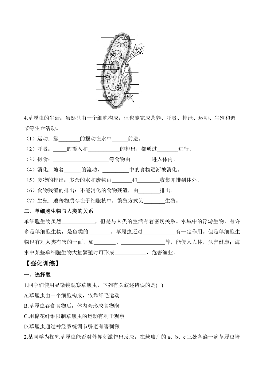 1.3.4单细胞生物——七年级生物人教版（2024）上册课前导学（含解析）