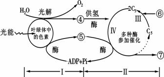 下列分别是叶绿体模型图和绿色植物光合作用过程图解，请据图回答。（［］内填编号）(1)吸收光能的色素分布在...