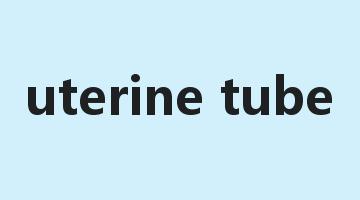 uterine tube是什么意思_uterine tube怎么读_uterine tube的用法_翻译_短语搭配_权威例句