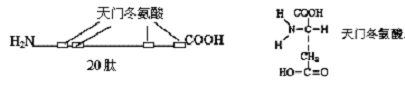 29．某多肽有20个氨基酸，其中含天门冬氨酸4个，分别位于第5、6、15、20位（见下图）；肽酶X专门作...