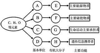 右图是生物体内四种有机物的组成与功能关系图，有关叙述正确的是（    ）A．玉米种子细胞中，物质A和E分...