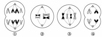 如图是同一种动物体内有关细胞分裂的一组图像，下列说法中正确的是A．①②③④都具有同源染色体    B．动...